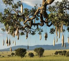 Image result for Orthoclada africana