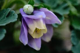 Image result for Aquilegia flabellata ministar