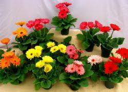 как ухаживать за герберой в горшке в домашних условиях Gerbera V Gorshke Kak Uhazhivat Statya Ot Polzovatelya Obi Kluba