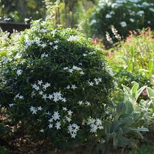 Image result for Tabernaemontana