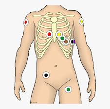 Links in indesign richtig anlegen. 12 Kanal Ekg Kleben Hd Png Download Kindpng
