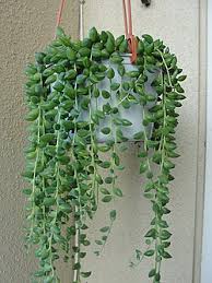 Image result for Senecio luembensis