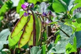 A friend sent me this photo to see if i recognize this fall blooming climbing vine. How To Grow Hyacinth Bean Vines Gardener S Path