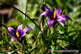 Image result for Romulea