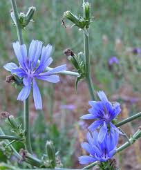 Image result for Cichorium