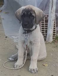Kangal Yavrusu Satislari Anadolu Aslan Kangal Yavrusu Uretim Ciftligi