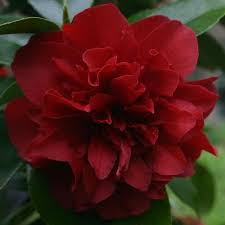 Camellia Midnight Magic Camellia Flower Beautiful Flowers Plants