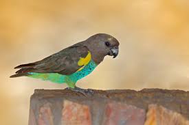 Image result for parrot