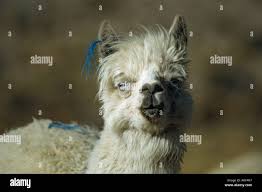 Blue Eyed Alpaca Lama Pacos Peru Alpaga Lama Pacos Aux Yeux Bleus Perou Stock Photo Alamy