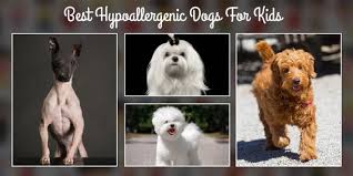 Population is allergic to dogs. 9 Best Hypoallergenic Dogs For Kids Dogexpress