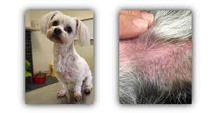 Nourish your dog's skin with our all natural and organic skin soother tin. Help My Dog Is Itchy Won T Stop Scratching Walkerville Vet