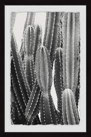 Black & white framed photo cactus rose. Black White Cactus Wall Art You Ll Love In 2021 Wayfair