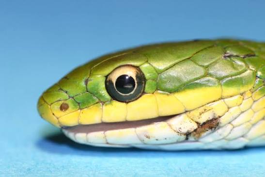 Snakes' eyes could give us super eyesight