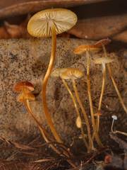 Image result for Strobilurus conigenoides