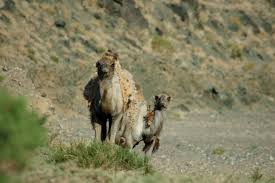 In the wild, camels will eat just about anything as it is very hard to find food. Camelus Bactrianus Cms