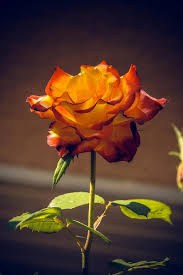 The top 10 competitors in stalks and blooms florist's competitive set are harris & lever florists, 1 800 the rose, bella casa floral design, enchantedfloristnf, covington flower shop, aransas flower. Rose Blossom Bloom Close Up Rosaceae Velvet Flower Stalk Plant Macro Nature Plants And Flowers Pikist