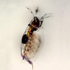 Image result for Sida chrysantha