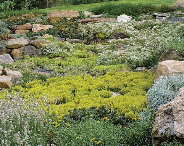 Creeping Sedums in rock garden