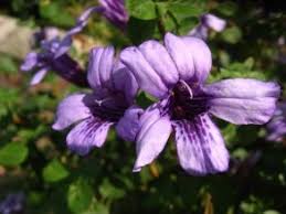 Image result for Dyschoriste thunbergiiflora