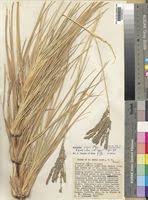 Image result for Eleusine kigeziensis