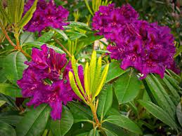 Are azaleas poisonous to humans? Azaleas And Rhododendrons