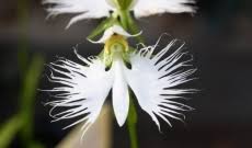 Image result for Habenaria edgarii