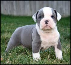 The olde english bulldogge is an american dog breed, recognized by the united kennel club (ukc) in january 2014. Renascence Bulldogge Vs Old English Bulldog Breed Comparison