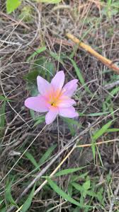 Image result for Caroxylon littoralis