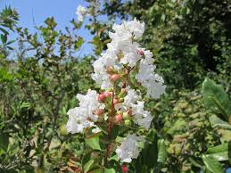 Oya Agaci Lagerstroemia Bitki Cicek Oya