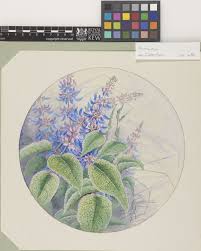 Image result for Plectranthus chimanimanensis