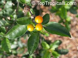 Image result for Solanum linneanum