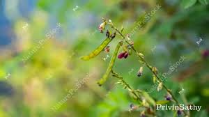 Image result for Tephrosia elata