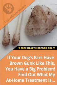 The Secret To Getting Rid Of Ear Infections In Your Dog At Home In 2021 Dog Ear Infection Remedy Dogs Ears Infection Can Dogs Eat