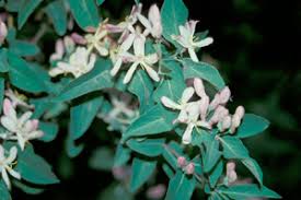 Image result for Honeysuckle 1972 Austin