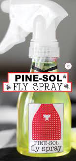 Drosophila melanogaster, often called the common fruit fly, and an important model organism in modern biology. 2 Ingredient Pine Sol Fly Spray For Keeping Flies Away
