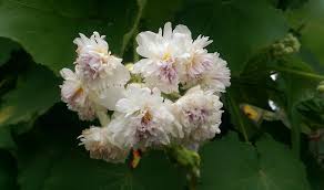 Image result for Sparrmannia africana