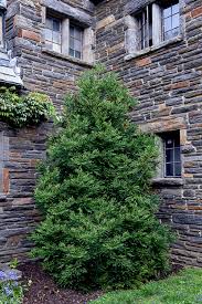 Image result for Cryptomeria