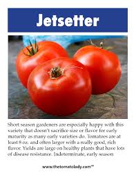 The kitchen flavor bombs tomatoes diseases. Jetsetter Tomato Tomato Plant Tag Heirloom Plant Tag Etsy