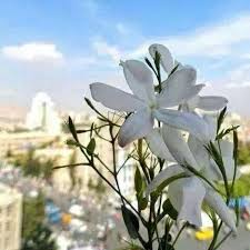 pin on all about damascus syria