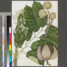 Image result for Khaya anthotheca