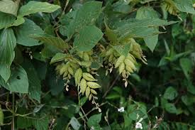 Image result for Flemingia strobilifera