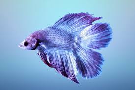The double tail betta, also known as the dt, is just as it sounds: Male Double Tail Betta Fish 4272x2848 Wallpaper Teahub Io