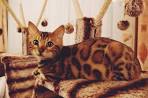 The Joys and Hazards of Living With a Pet Bengal Cat ...