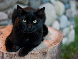 Check spelling or type a new query. How Natural Light Can Affect The Way Black Cats Look