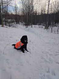 Apc is the elite pest control services company in calgary, alberta area. Service Dogs Animal Damage Control
