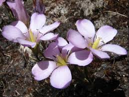 Image result for Tristicha