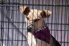 Lowe's car show raises $1600 funds for Humane Society, Northview Middle  School STEM