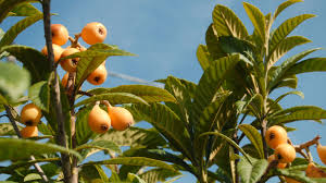 They do well in a wide variety of soils and climates but are not grown commercially in california. How To Grow Japanese Plum Or Loquat Eriobotrya Japonica