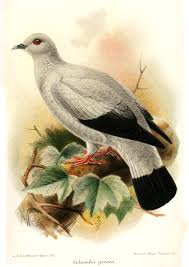Karena suara yang di hasilkannya ada banyak jenis yang akan saya informasikan untuk anda para kicaumania indonesia, seperti murai batu medan,murai batu aceh, burung murai batu nias. Merpati Hutan Perak Wikipedia Bahasa Indonesia Ensiklopedia Bebas