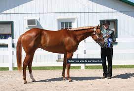 Genetic Influences Behind Today S Quarter Horses Tsln Com
